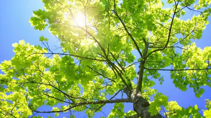 تصویر معرفی بهارنوت، یادداشت آموزشی بهاریوم